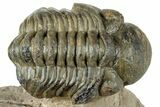 Curled Reedops Trilobite Fossil - Atchana, Morocco #312351-1